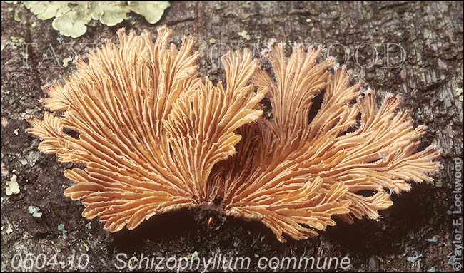 Schizophyllum commune