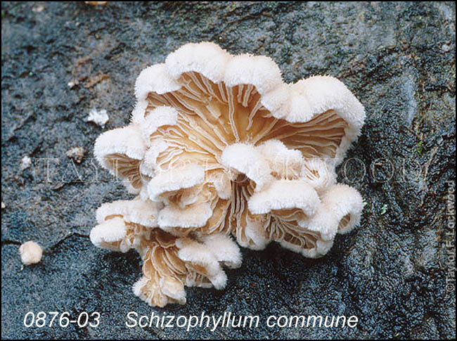 Schizophyllum commune