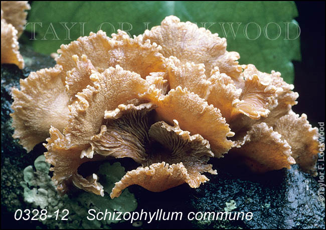 Schizophyllum commune