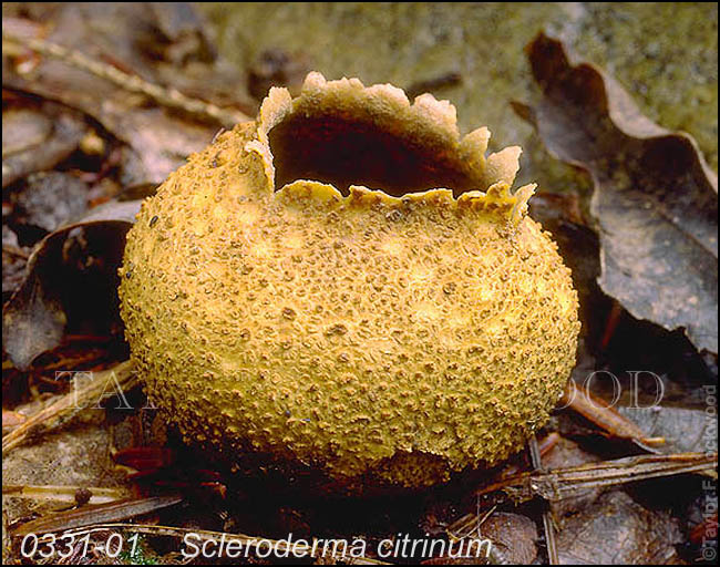 Scleroderma citrinum