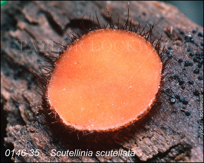 Scutellinia scutellata