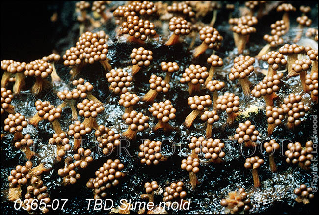 TBD Slime mold