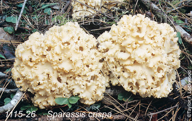 Sparassis crispa