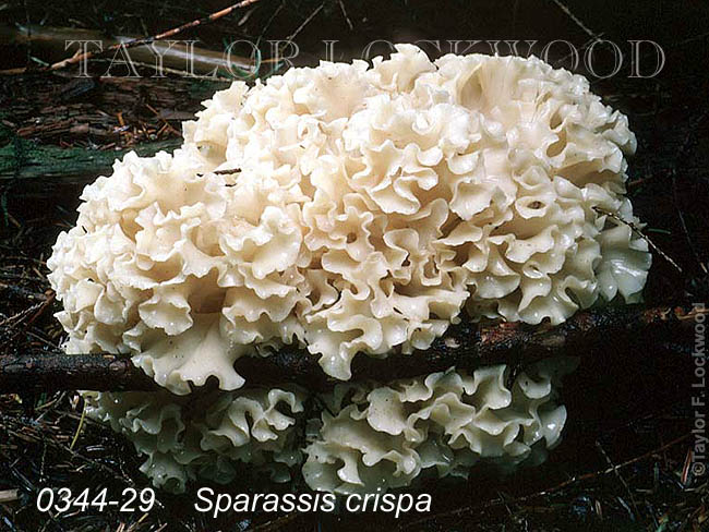 Sparassis crispa