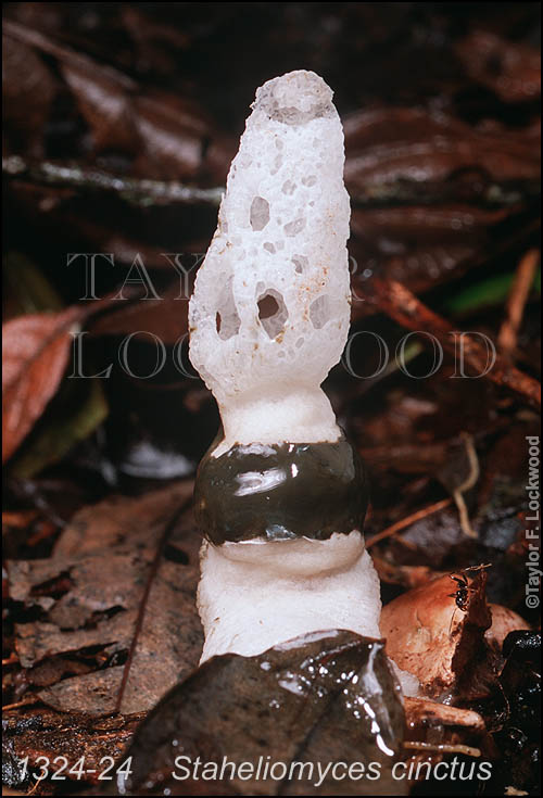 Staheliomyces cinctus