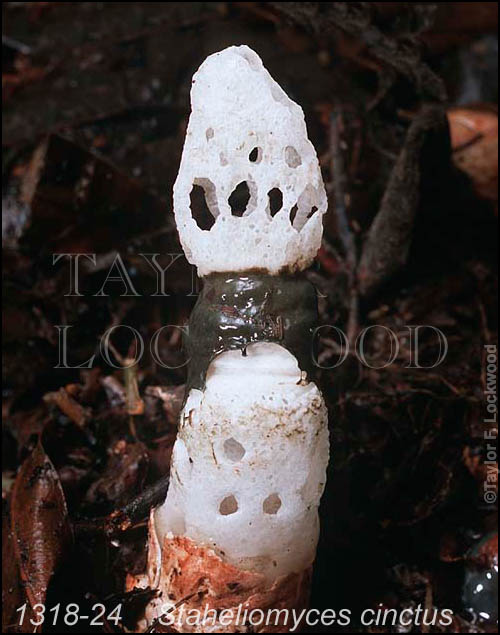 Staheliomyces cinctus