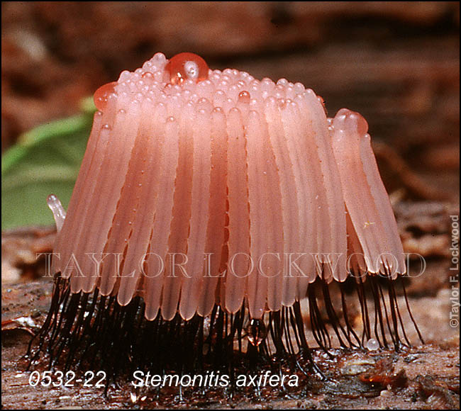 Stemonitis axifera