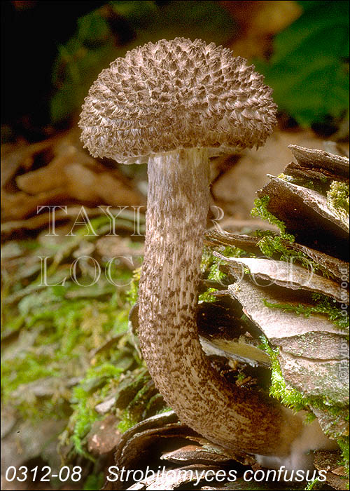 Strobilomyces confusus