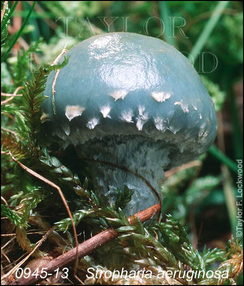 Stropharia aeruginosa