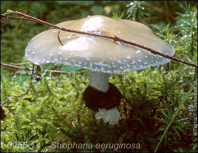 Stropharia aeruginosa