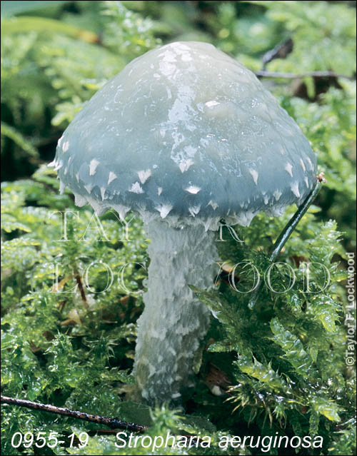 Stropharia aeruginosa