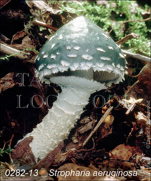 Stropharia aeruginosa