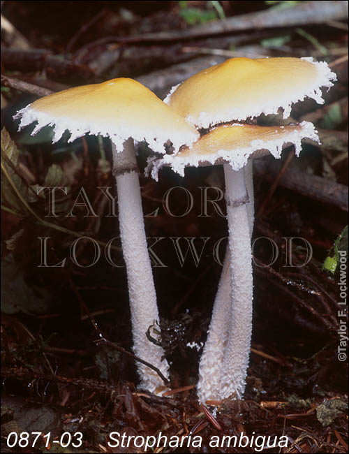 Stropharia ambigua