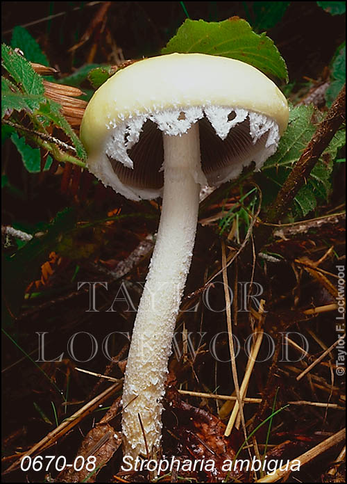 Stropharia ambigua