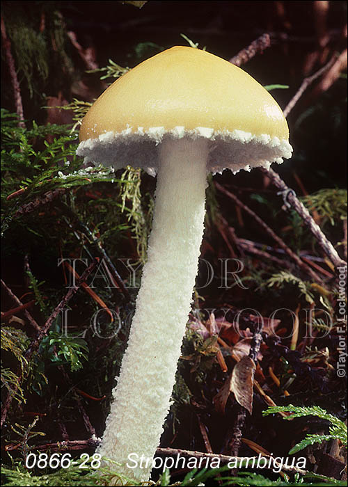 Stropharia ambigua