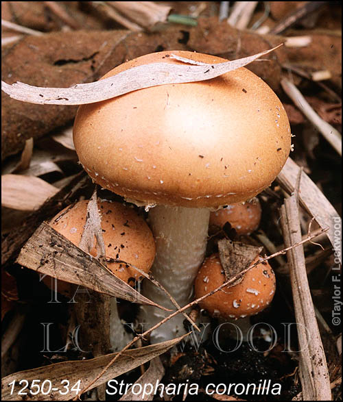 Stropharia coronilla