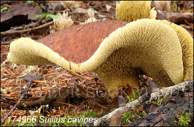 Suillus cavipes