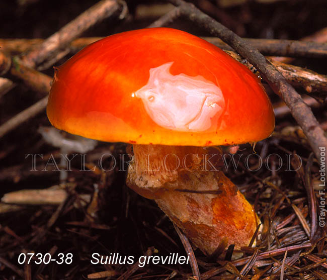 Suillus grevillei