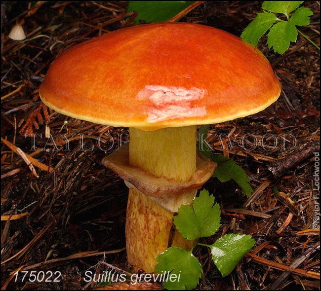 Suillus grevillei