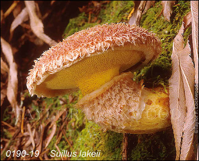 Suillus lakeii