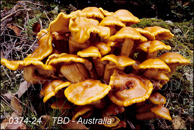 TBD - Tasmania, Australia