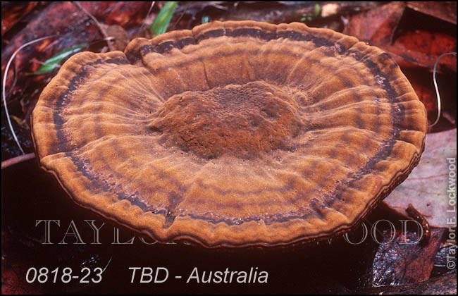 TBD - Australia