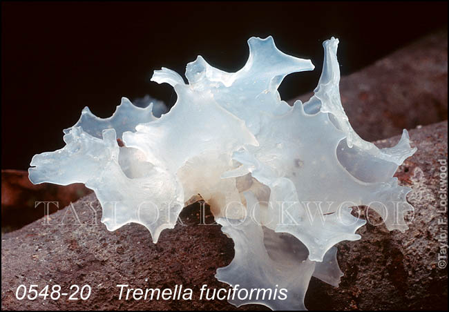 Tremella fuciformis