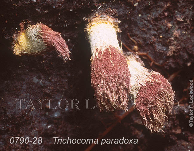 Trichocoma paradoxa