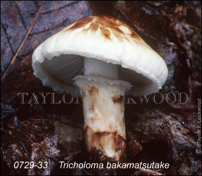 Tricholoma bakamatsutake