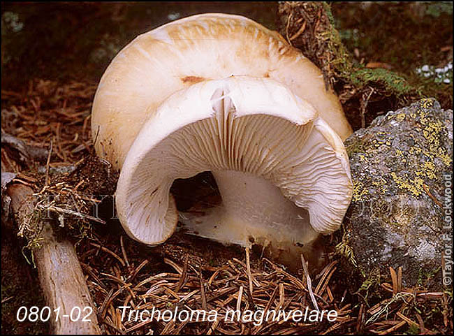 Tricholoma magnivelare