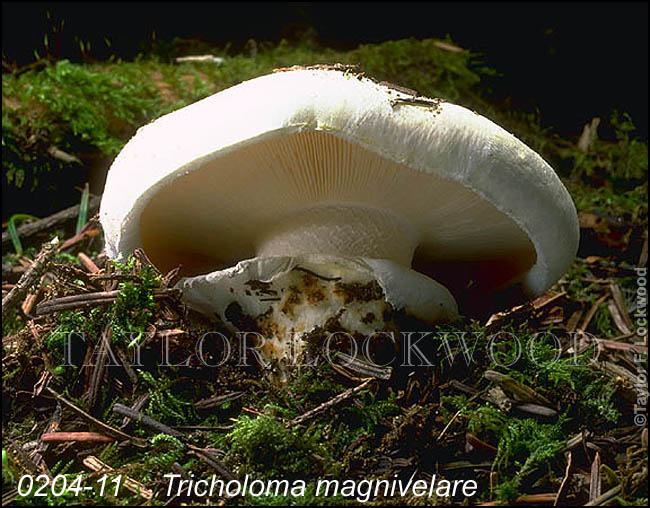 Tricholoma magnivelare