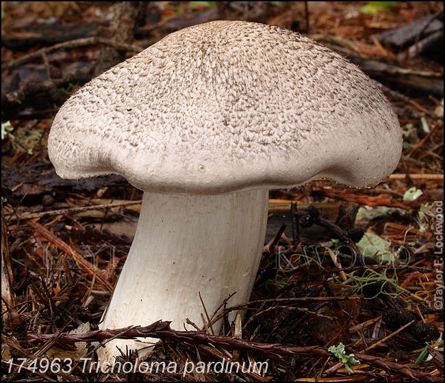 Tricholoma pardinum