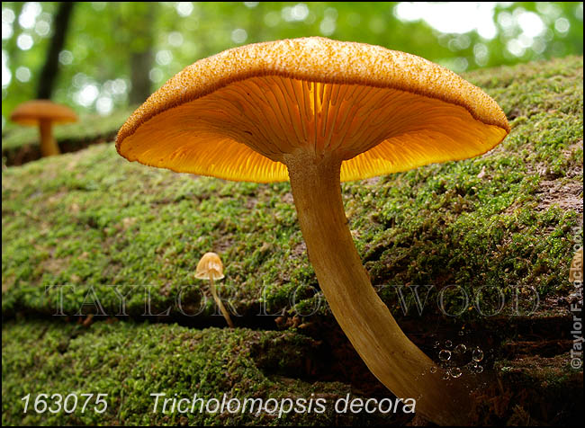 Tricholomopsis decora