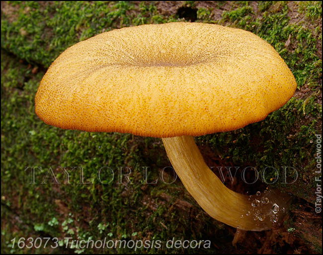 Tricholomopsis decora