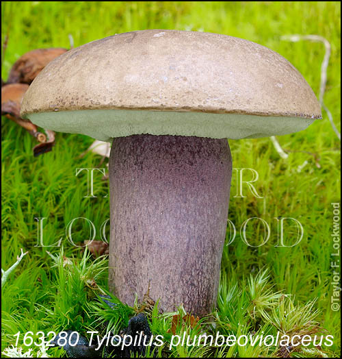 Tylopilus plumbeoviolaceus