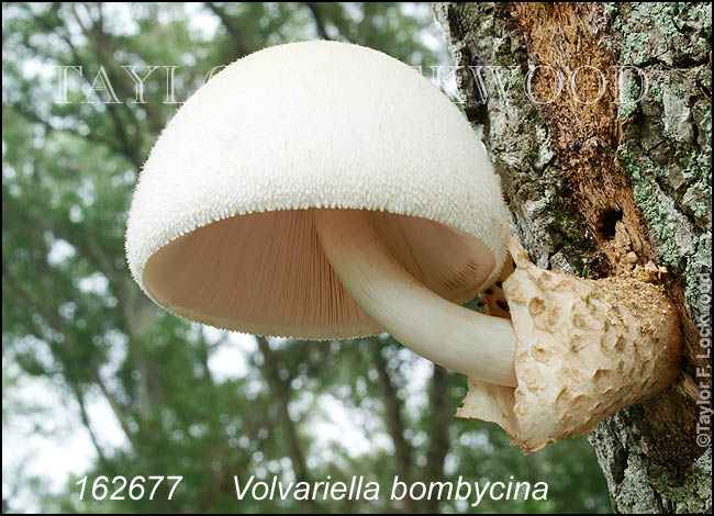 Volvariella bombycina