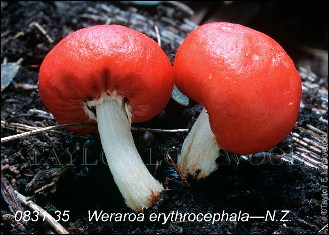 Weraroa erythrocephala - N.Z.