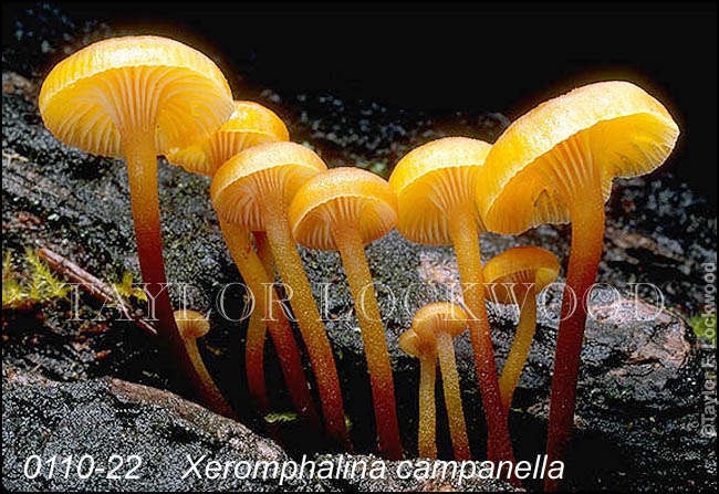 Xeromphalina campanella