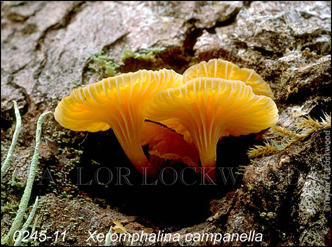 Xeromphalina campanella