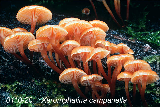 Xeromphalina campanella