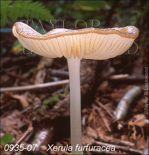 Xerula furfuracea