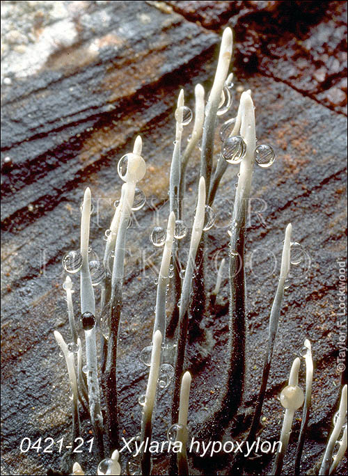 Xylaria hypoxylon