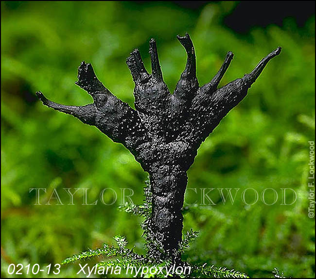 Xylaria hypoxylon