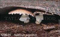 Agaricus_augustus