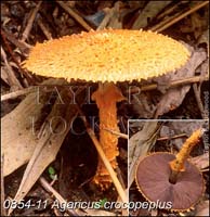 Agaricus_crocopeplus-a