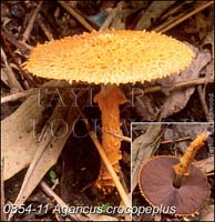 Agaricus_crocopeplus-a