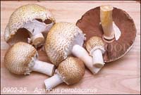 Agaricus_perobscurus