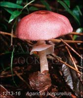 Agaricus_purpurellus