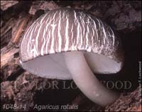 Agaricus_rotalis-b