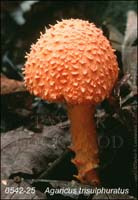 Agaricus_trisulphuratus-b